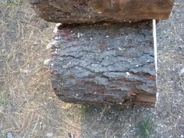 [Hearth.com] Log ID 21, I Got Me A Cherry! My First One Too!!