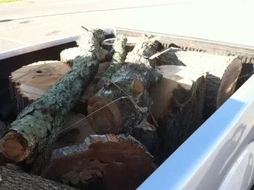 [Hearth.com] Load of locust this morning