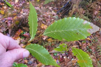 [Hearth.com] Leaf Identification