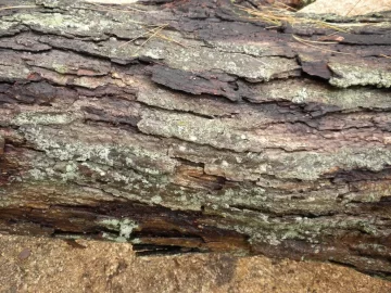 [Hearth.com] Log 23 ID, Looks Like White Oak?