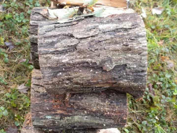 [Hearth.com] Log 23 ID, Looks Like White Oak?