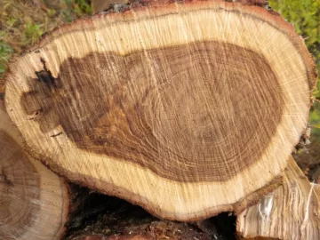 [Hearth.com] Log 23 ID, Looks Like White Oak?