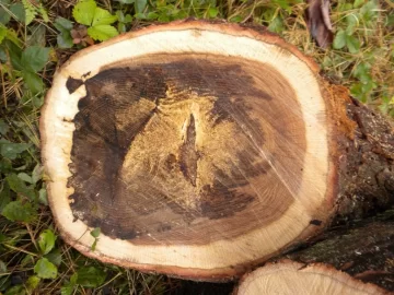 [Hearth.com] Log 23 ID, Looks Like White Oak?