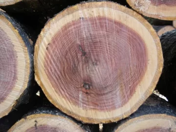 [Hearth.com] Log 24 ID, Thought I had Another Cherry!
