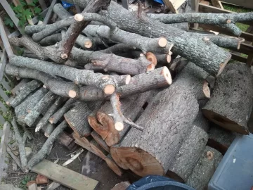 [Hearth.com] Smelly Maple