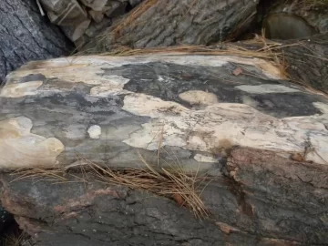 [Hearth.com] Log 28 ID Please, Anonther No Clue?