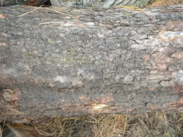 [Hearth.com] Log 28 ID Please, Anonther No Clue?