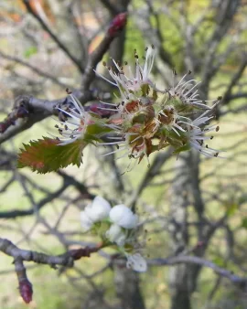 [Hearth.com] It's May Today, Hooray, Hooray
