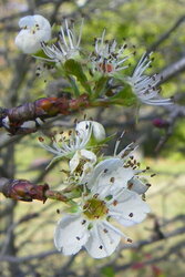 Apple blossoms in Oct-2.JPG