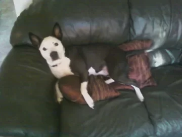 [Hearth.com] Puppy.......