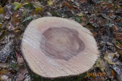 [Hearth.com] Hardhack/Ironwood