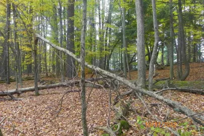 [Hearth.com] Hardhack/Ironwood