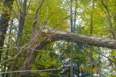 [Hearth.com] Hardhack/Ironwood