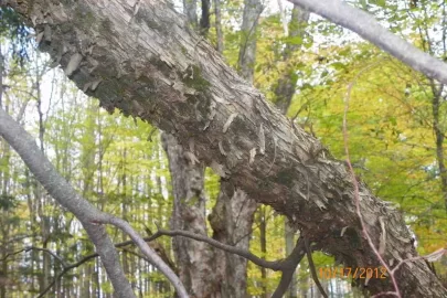 [Hearth.com] Hardhack/Ironwood