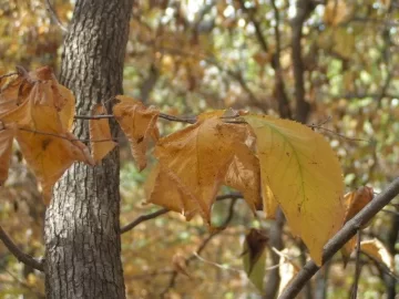 [Hearth.com] Hardhack/Ironwood