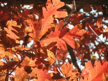 [Hearth.com] Hardhack/Ironwood