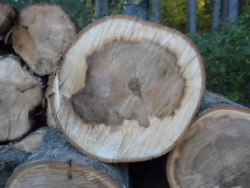 [Hearth.com] Log 30 ID,  I'm Thinging Hard Maple?