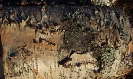 [Hearth.com] Wood ID