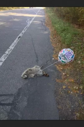 [Hearth.com] So I ran over a skunk this morning...