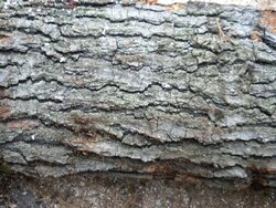 Log 29 ID, Is This An Oak?