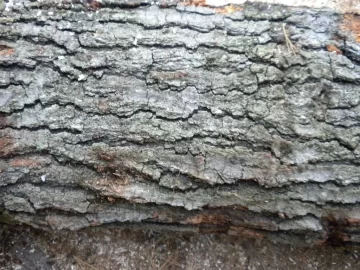 [Hearth.com] Log 29 ID, Is This An Oak?