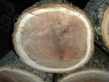 [Hearth.com] Log 29 ID, Is This An Oak?