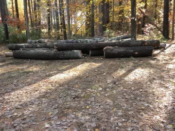 [Hearth.com] Had a visit from the pine tree fairy