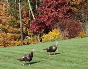 [Hearth.com] Fall Pics - New England - add yours....