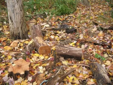 [Hearth.com] Worked all day in the locust woods again.