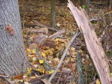 [Hearth.com] Worked all day in the locust woods again.
