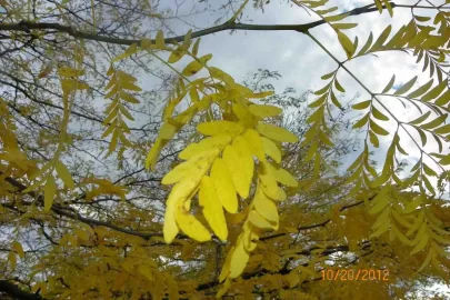 [Hearth.com] Tree Identification