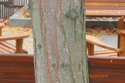 [Hearth.com] Tree Identification