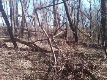 [Hearth.com] Standing dead Locusts