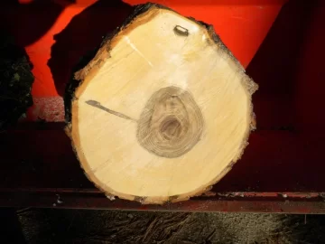 [Hearth.com] Log 32 ID.  Just a Tiny Hunk. Hard or Soft?