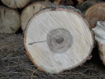 [Hearth.com] Log 32 ID.  Just a Tiny Hunk. Hard or Soft?
