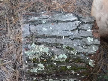 [Hearth.com] Log 32 ID.  Just a Tiny Hunk. Hard or Soft?