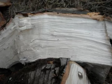 [Hearth.com] Log 32 ID.  Just a Tiny Hunk. Hard or Soft?