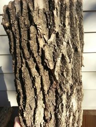 Help with a tree ID