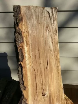 [Hearth.com] Help with a tree ID