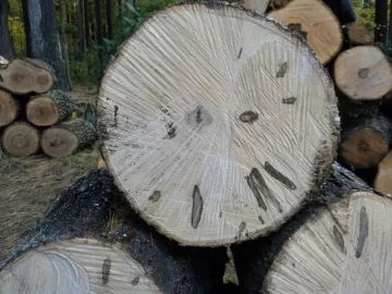 [Hearth.com] Log 27 ID Please. Hard Maple?
