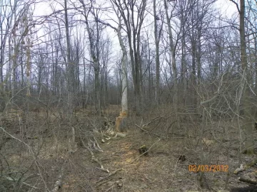 [Hearth.com] What happens to your woods ?