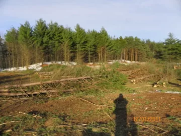 [Hearth.com] What happens to your woods ?