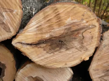 [Hearth.com] Log 34 ID. Is this another soft maple?