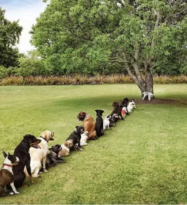 [Hearth.com] Deforestation
