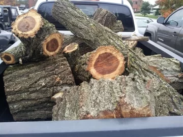 [Hearth.com] Morning commute scrounge and wood ID