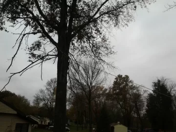 [Hearth.com] Pre storm felling