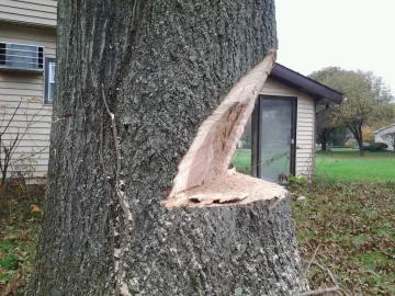 [Hearth.com] Pre storm felling