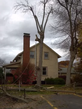 [Hearth.com] Pre storm felling
