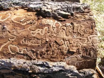 [Hearth.com] Ash trees