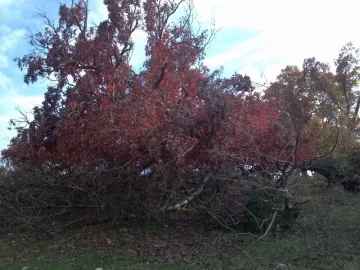 [Hearth.com] Last weeks storm damage